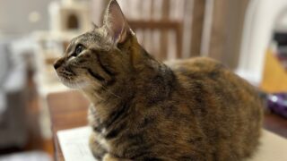 めぐみ|行政書士と猫とピアノ ~こちらのnoteでは、日常や趣味について書いています~